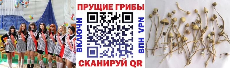 кракен как войти  Павловск  Галлюциногенные грибы Magic Shrooms 